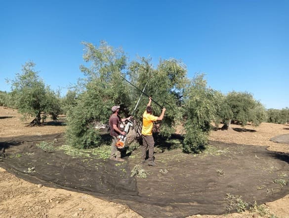 alumni-rafa-picual-nevadillo-nor