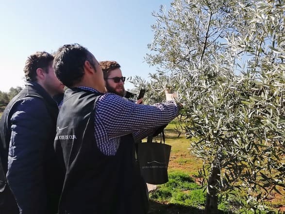 curso-manejo-del-olivar-y-poda-d
